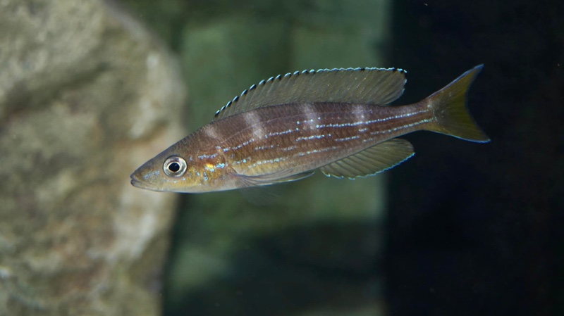 Paracyprichromis sp. 'brieni two-stripe' Izinga
